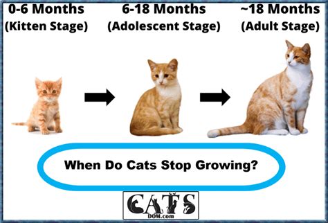 The Life Stages Of Cats: When Do Cats Stop Growing? [2024]