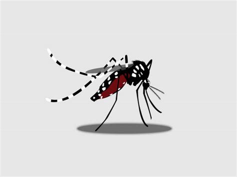 Drawing Of The Dengue Fever Illustrations, Royalty-Free Vector Graphics ...