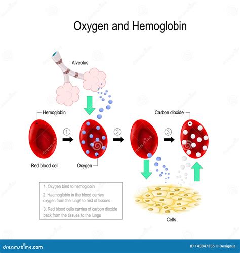 Oxygen and hemoglobin stock vector. Illustration of anatomy - 143847356