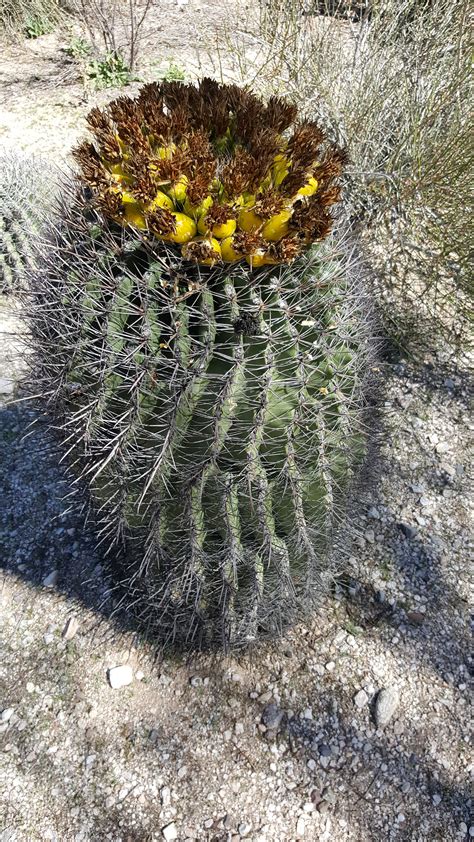 barrel-cactus-in-bloom - Roaming the Back Roads