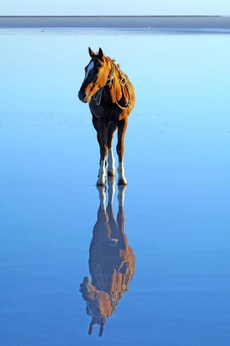 horse standing on water