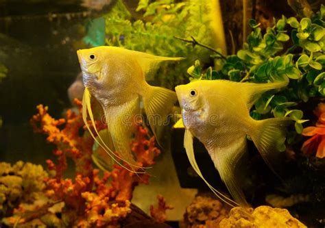 Yellow Angelfish stock image. Image of pets, freshwater - 68774109