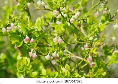 Vaccinium Images, Stock Photos & Vectors | Shutterstock