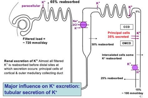 Regulation of K+ by the kidney Flashcards | Quizlet