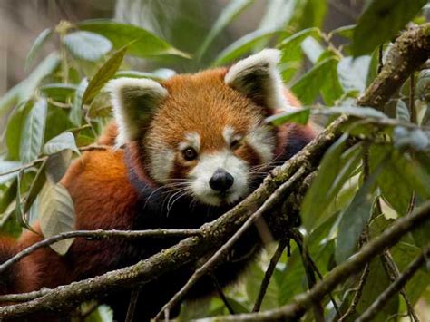 Expedition to track red pandas in the Himalayas | Tribes Travel