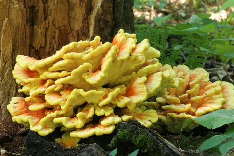 Laetiporus sulphureus | The "sulphur shelf" mushroom. Found … | Flickr