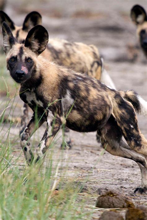 African Wild Dog Habitat Maps