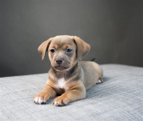 Chiweenie: Your Complete Guide - Dog Academy