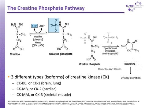 PPT - Ergogenic Aids: Creatine PowerPoint Presentation, free download ...