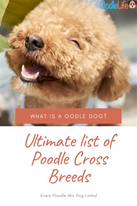 Every Single Poodle Mix Breed Names Listed | Poodle mix breeds, Poodle mix, Poodle cross breeds