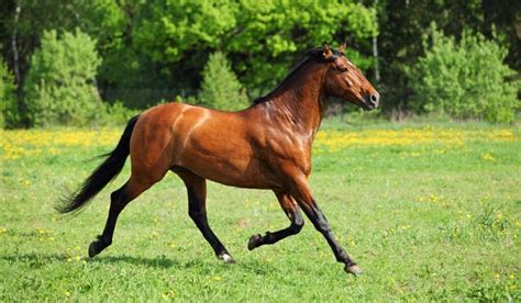 Best Race Horse Breeds - Helpful Horse Hints