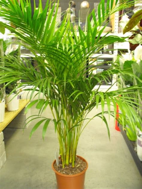 Areca Palm - Butterfly Palm - Dypsis Lutescen House Plant Guides ...