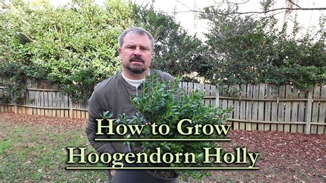 How to grow Hoogendorn Japanese Holly (Low Dome Shaped Evergreen Shrub) - YouTube