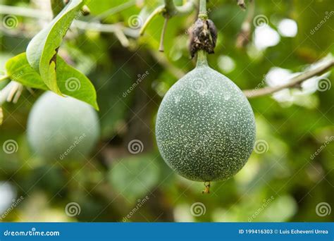 Green Fruit of Granadilla on the Plant - Passiflora Ligularis Stock ...