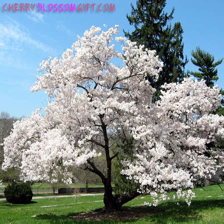 Official Yoshino Cherry Blossom Tree