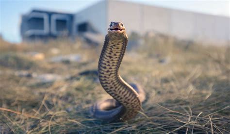 Australia's 10 most dangerous snakes