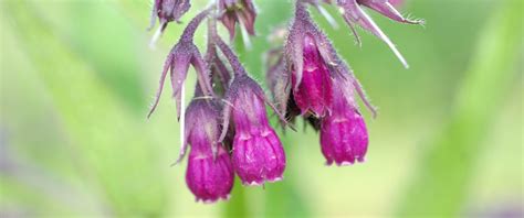 Growing True Comfrey From Seeds – Richo's Blog