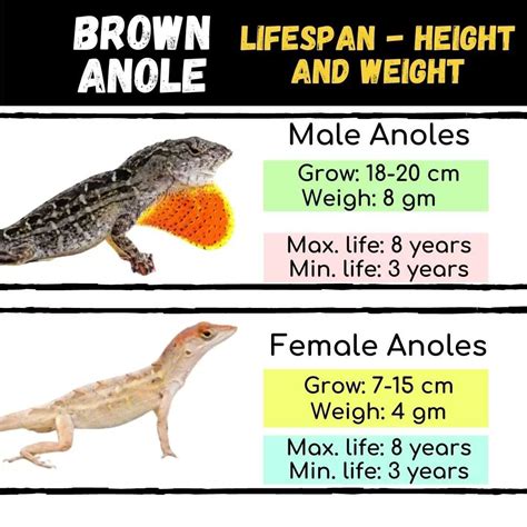 Brown Anole (Anolis Sagrei) Lizard: The Awesome Things About Them ...