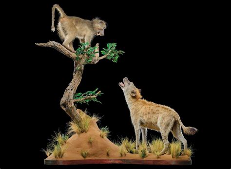 BABOON Taxidermy South Africa | Get BABOON Trophy Quote