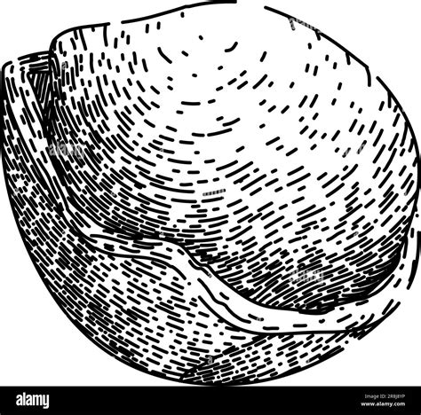 hazelnut nut sketch hand drawn vector Stock Vector Image & Art - Alamy