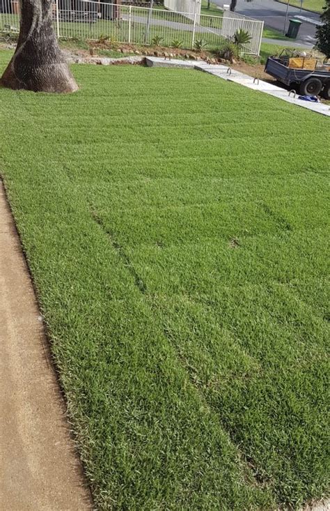 ‘Empire’ Zoysia Grass - Coastal Turf