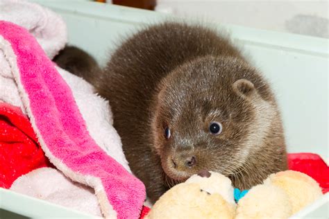 Adorable Photos of Baby Otters That'll Make Your Day Better | Reader's ...