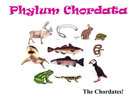 Phylum Chordata