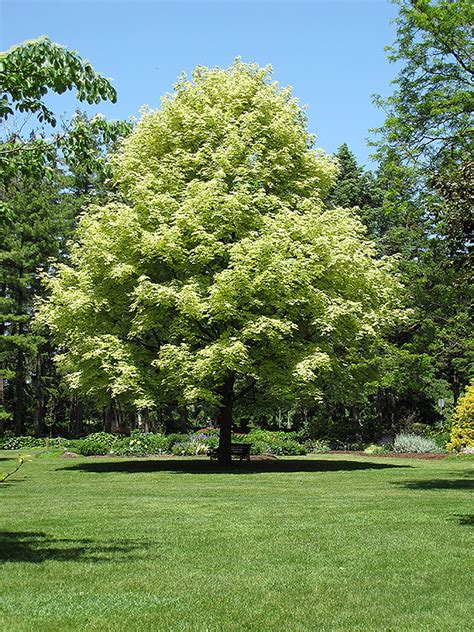 Variegated Norway Maple (Acer platanoides 'Variegatum') in Wilmette ...