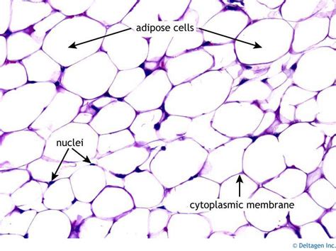 Adipose: Loose CT. Source of stored energy, thermal insulation, cushion ...