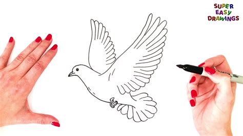 How To Draw A Dove Step By Step