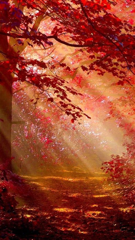Sunlight In Autumn Forest In 1080x1920 Resolution in 2020 | Autumn scenery, Fantasy art ...