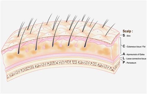 Layers Of The Scalp + How To Keep It Healthy