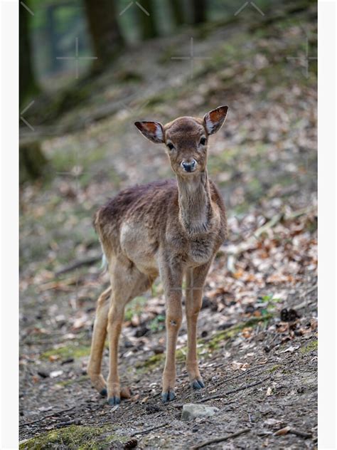 "Fawn in Bretten Zoo" Sticker for Sale by OskiOnTour | Redbubble