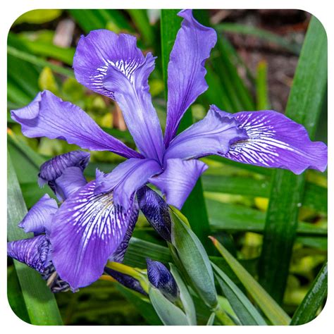 Wild Iris (Iris versicolor) NATIVE PERENNIAL - Davenport Garden Centre