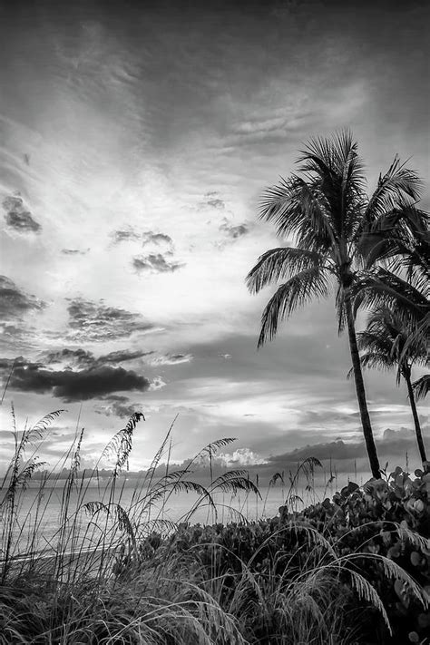 BONITA BEACH Bright Sunset - Monochrome Photograph by Melanie Viola ...