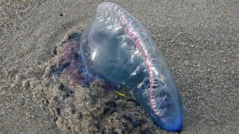 Portuguese man o' war stings reported on Folly Beach