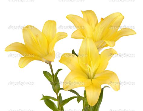 Bouquet of yellow lilies — Stock Photo © McAndy #22902954