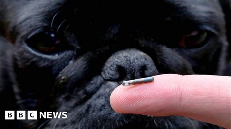 Dog microchipping becomes compulsory across UK - BBC News