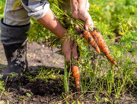 The Best Time to Harvest Carrots From Your Garden