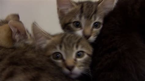 New study from UCLA finds 'crazy cat lady' stereotype is a myth - ABC7 ...