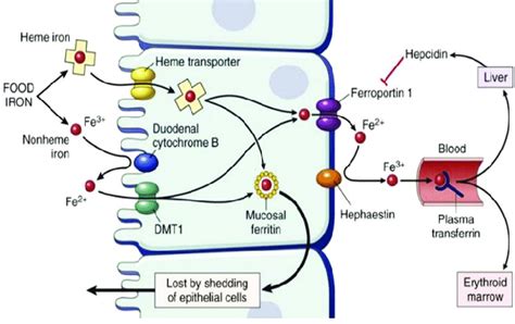 Iron absorption and metabolism in the body. | Download Scientific Diagram