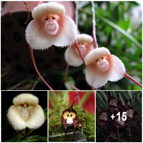 These Rare Orchids Look Like Monkey Faces When They Bloom - Amazing Nature