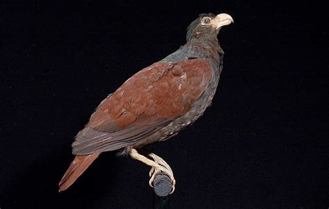 National bird of American Samoa - Tooth-billed pigeon (Manumea ...