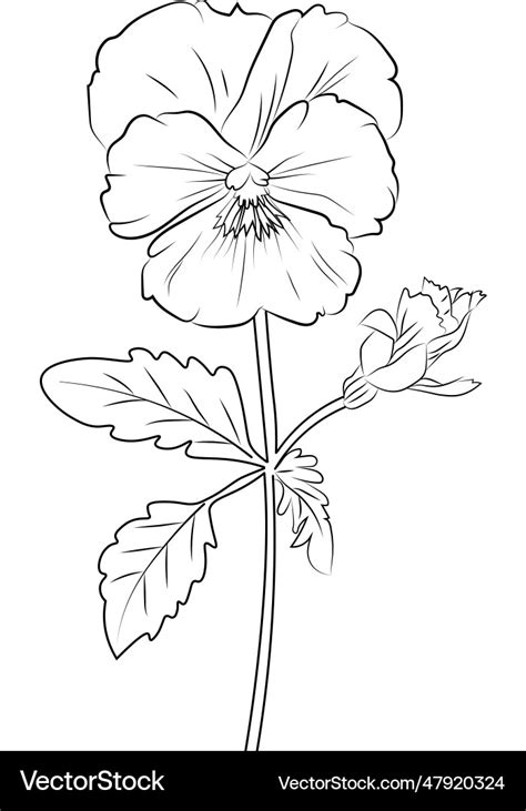 Pansy flower drawing easy outline ink art Vector Image