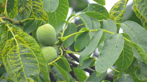 Walnut tree. Green walnut on the tree 9396647 Stock Photo at Vecteezy