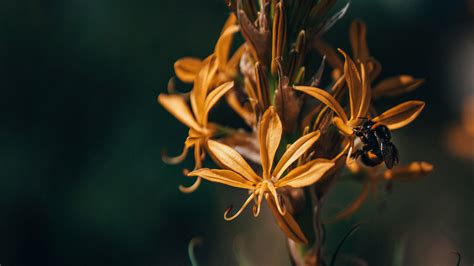 flowers, bumblebee, insect, macro, closeup, 4k HD Wallpaper