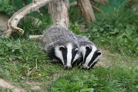 Badger Cubs | Photographed at the British Wildlife Centre | fan52 | Flickr