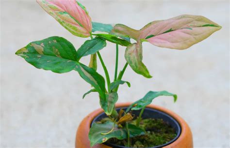 Syngonium Pink Splash Plant Care Guide | Plantly