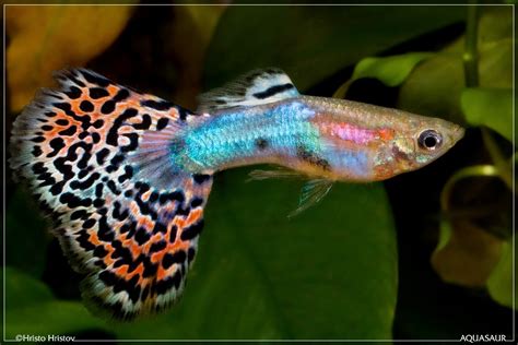 All About Freshwater Fish: All about guppy fish