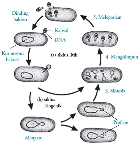 Virus : Cara Hidup dan Berkembang Biak Replikasi Reproduksi